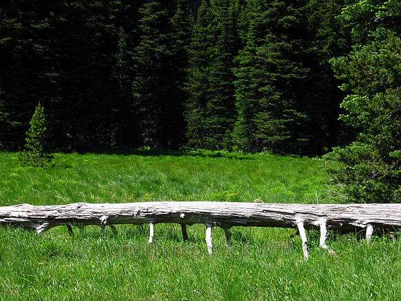 Nature198WTB_059
