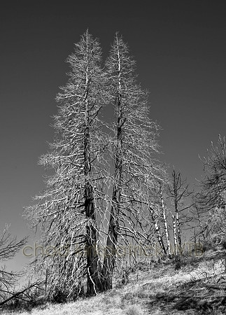IMG_4508_2