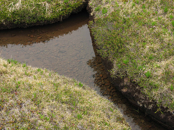 Nature204WTB_071