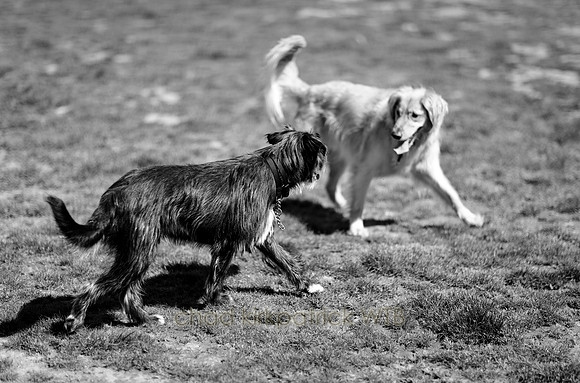IMG_4823_6