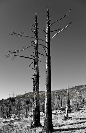 IMG_4563_1
