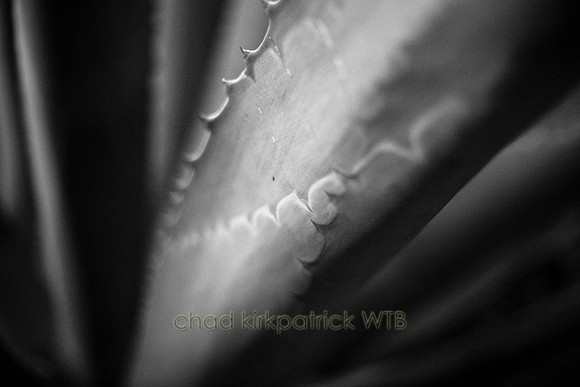 IMG_2235_1