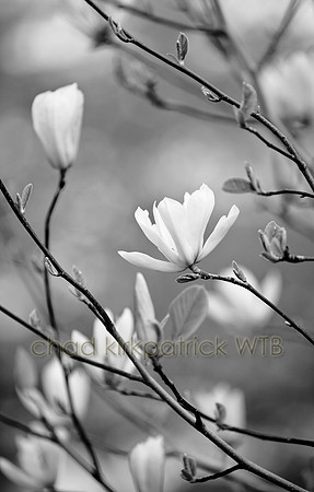 IMG_3433_6.jpg