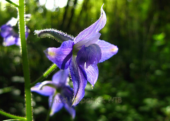 Macro35WTB_009