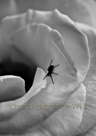 IMG_9706_3