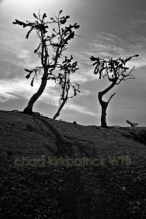 IMG_0996_4