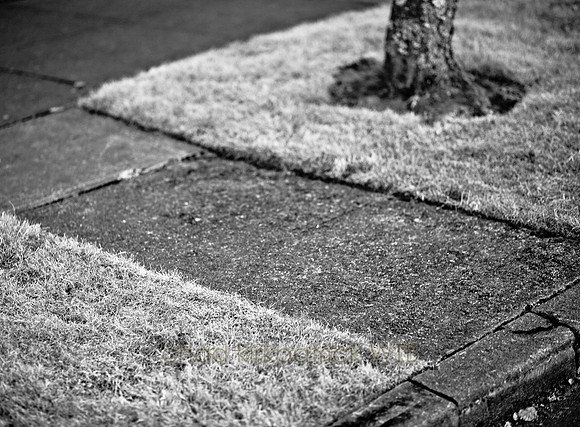 IMG_9005_4