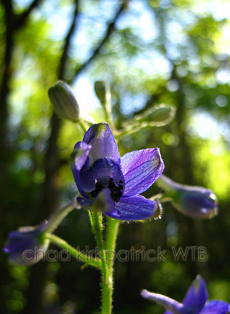 Macro34WTB_006