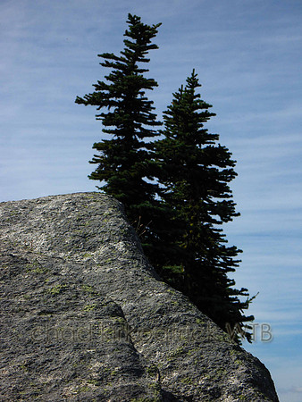 Nature184WTB_032