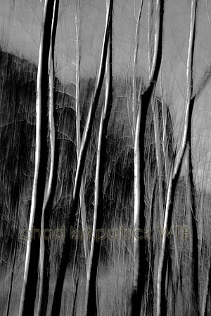 Nature008IMG_6589_1