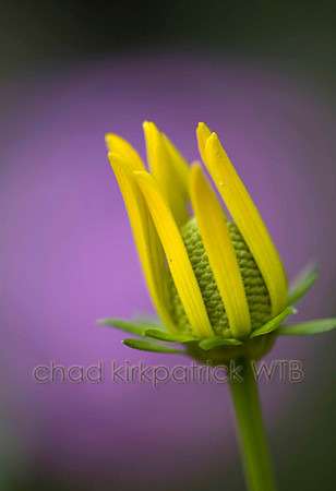 Macro15IMG_8680