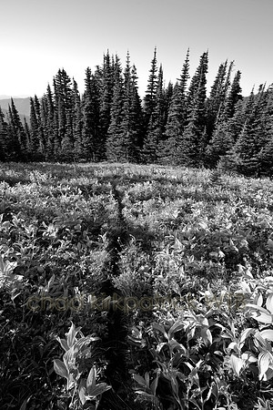 IMG_7980_4
