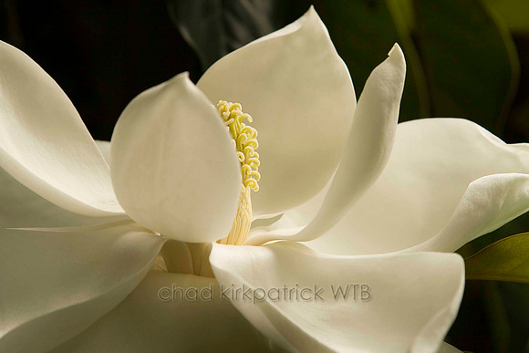 Macro04IMG_4757