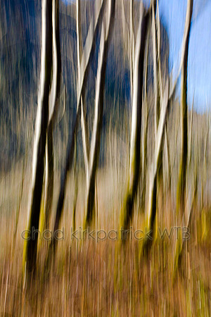 Nature006IMG_6604