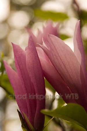 Macro08IMG_8769