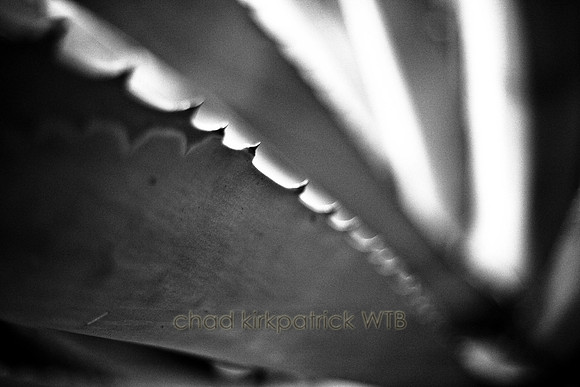 IMG_2238_1