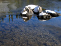 Nature243WTB_160