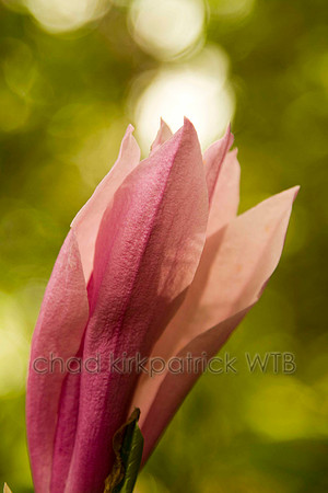 Macro07IMG_8774