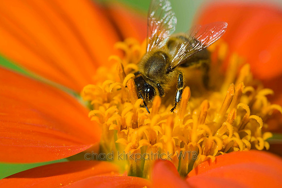 Macro16IMG_9709