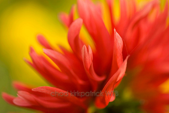 Macro02IMG_8561