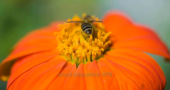 Macro17IMG_9703