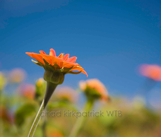 Macro11IMG_9203