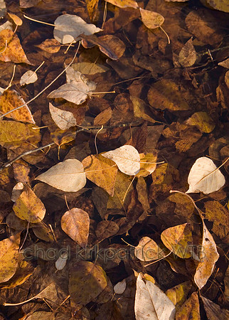 Nature084IMG_7837_2
