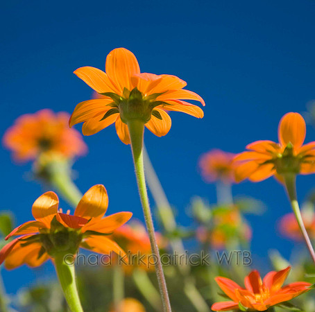 Macro12IMG_9172