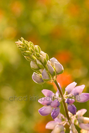 Macro10IMG_1655