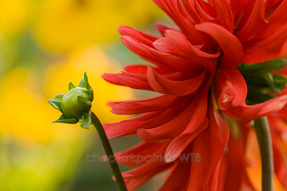 Macro03IMG_8595