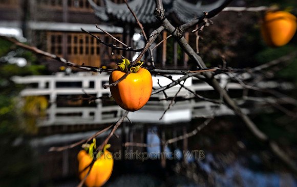 IMG_0064_7