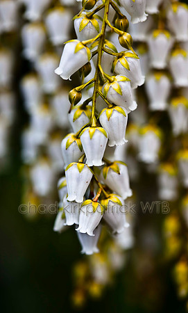 IMG_0592