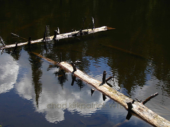 Nature234WTB_127