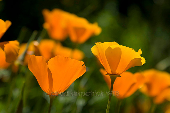 Macro05IMG_1920