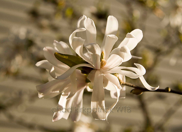 Macro09IMG_7532