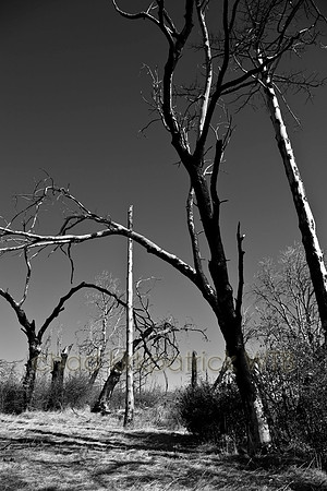 IMG_4517_1