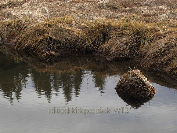 Nature238WTB_141