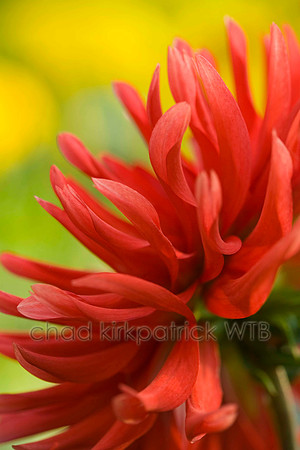 Macro01IMG_8570