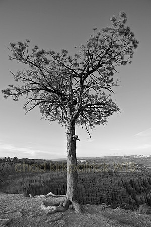 IMG_0453_2