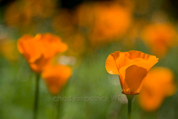 Macro06IMG_1888