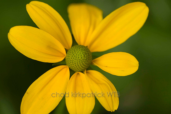 Macro13IMG_8622