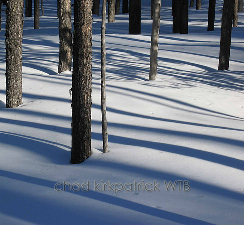 Nature276WTB_206