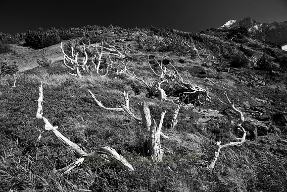 IMG_7637_1