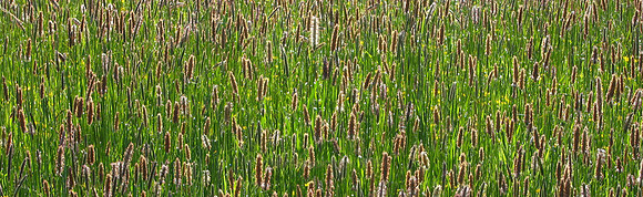 Nature176WTB_013