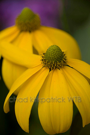 Macro14IMG_8656
